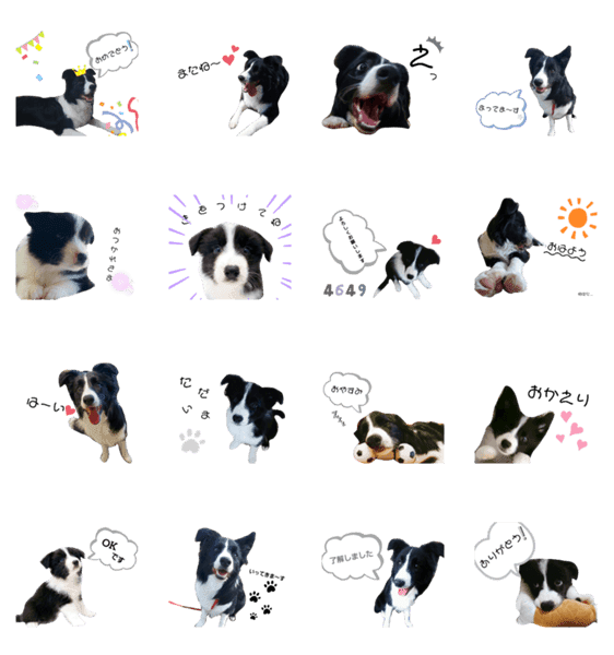 ボーダーコリー 毎日使える可愛いスタンプ Lineクリエイターズスタンプ Stamplist ボーダーコリー 毎日使える可愛いスタンプ Lineクリエイターズスタンプ Stamplist