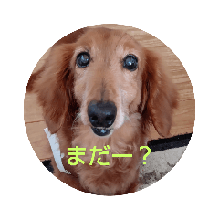 Fu-chan dachshund