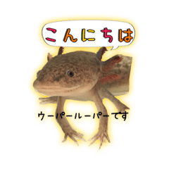 Axolotl shiratama&goma