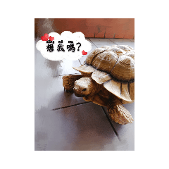 龜桑