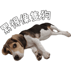 Beagle-Milu daily activity