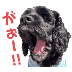 American Cocker Spaniel*
