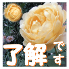 Greetings message of the rose_GC_J