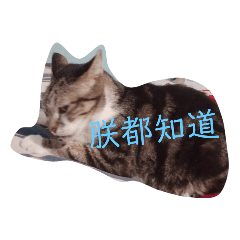 貓咪之貼圖3