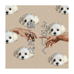 第2弾　犬の名はふう