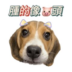 Beagle-Milu daily naughty