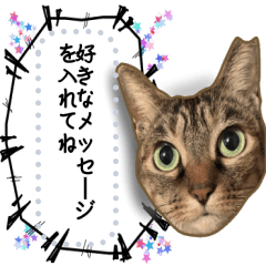 Message Sticker with Cats