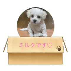 macaron_20210430235017