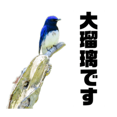 Blue-and-White Flycatcher  sticker