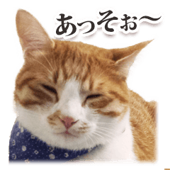 Cat of Ibaraki dialect "Boss-san"