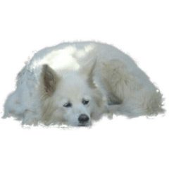 White MOFUMOFU dog SAKURA
