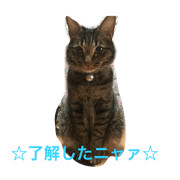 cat Sticker 01
