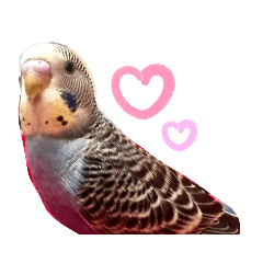 Budgerigar so cute