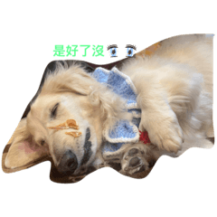 倫哥的生活日常❤️