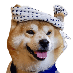 迷子犬の掲示板応援団 柴犬 べりやん2 Line スタンプ Line Store 迷子犬の掲示板応援団 柴犬 べりやん2 Line スタンプ Line Store