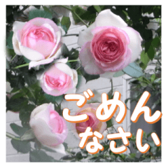 薔薇の花♡PdR2_挨拶メッセージ