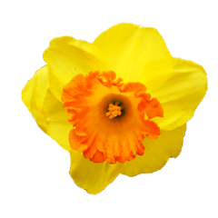Yellow Flower images(Taiwanese version)