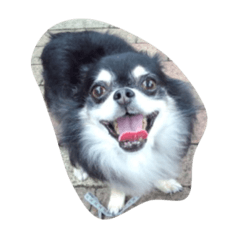 chocoprin