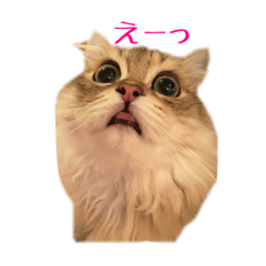 マックボンの にゃんだふる らいふ 2 Line スタンプ Line Store