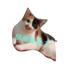 貓咪之貼圖4