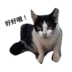 Stray cat 用語