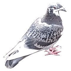 Gray white dove