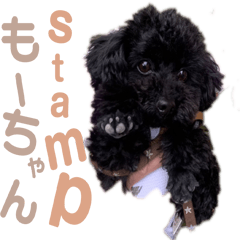 Black poodle Mochan