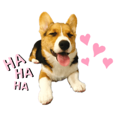 柯基米收corgi Miso