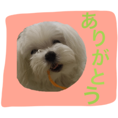____moco!