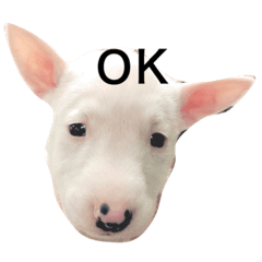 ばむの日常 ミニチュアブルテリア Line スタンプ Line Store ばむの日常 ミニチュアブルテリア Line スタンプ Line Store