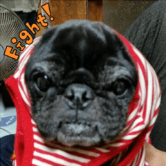 PUG KUU