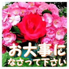 Greetings message of the rose_Angela_J