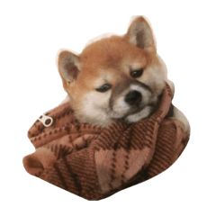 Ayumi_20210502011803