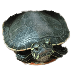 Western Nishiki Turtle BOTA
