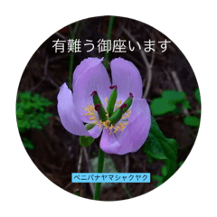 FLOWER_20210502133233