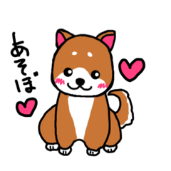 SHIBAINU2