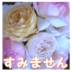 Greetings message of the rose_Assort10_J