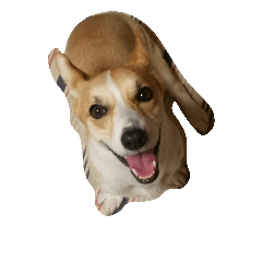 dog corgi STAMP