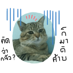 Meaw_20210502092033