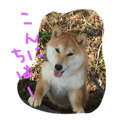 Shiba-dog-Yamato