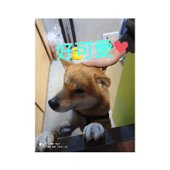 哇！我可愛