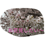 Cherryblossom