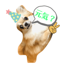 Ringo_20210502233946