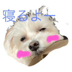 プリンセスレオちゃん