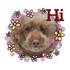 樂樂的照片（可愛版）