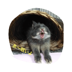 ringo_20210502210152