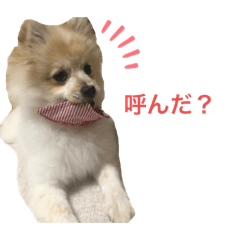 honey_20210503075310
