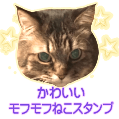 Fluffy cat Stamp chura