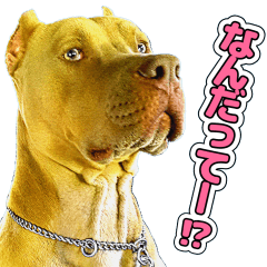 American Pit Bull Terrier [Roger] 3