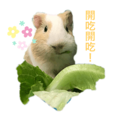 三圓圓_天竺鼠與貓